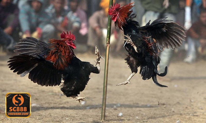 Đá Gà Thomo - Sức hút đến từ nhịp độ và khả năng quan sát