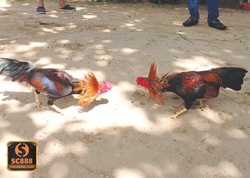 Luật Đá Gà - Tiêu chí chọn gà thi đấu đúng chuẩn Luật Đá Gà - Tiêu chí chọn gà thi đấu đúng chuẩn