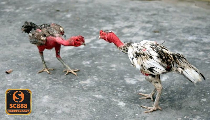 Đá Gà Online - Cách theo dõi trận đấu và đặt cược trực tiếp