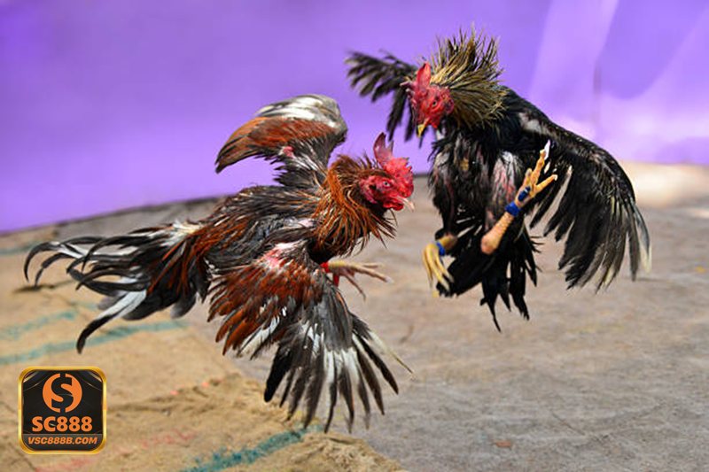 Luật Đá Gà - Luật Đá Gà trong thi đấu miền Bắc được hiểu như thế nào? Luật Đá Gà - Luật Đá Gà trong thi đấu miền Bắc được hiểu như thế nào?