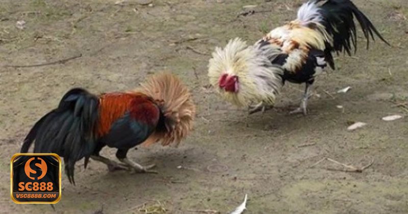 Đá gà SC888 - Các hình thức thi đấu phổ biến tại sảnh đá gà SC888