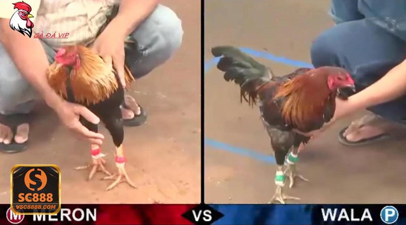 Đá gà SC888 - Nền tảng vận hành minh bạch và tốc độ truyền tải ổn định