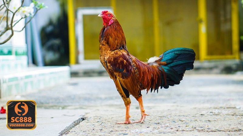 Đá Gà Online - Đá gà cựa sắt với nhịp trận nhanh và kịch tính